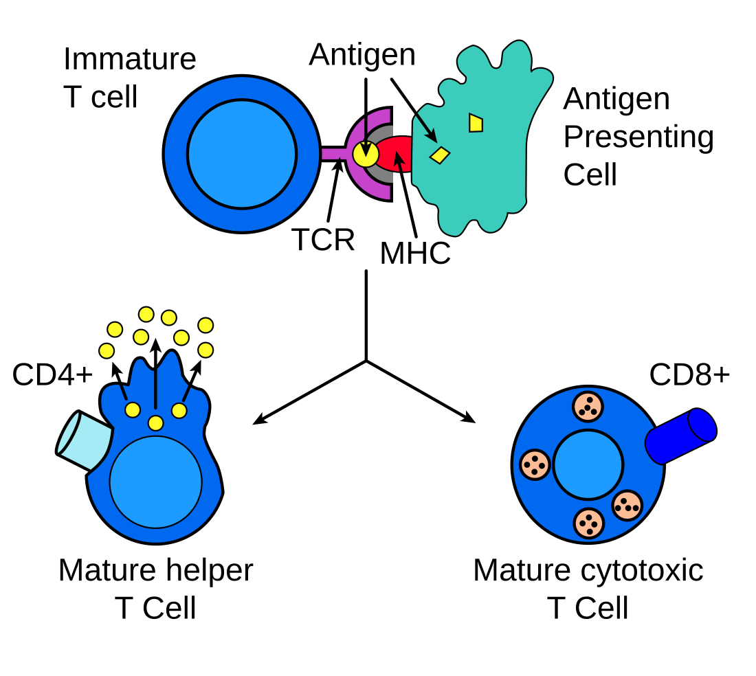 Cytotoxische T-cel