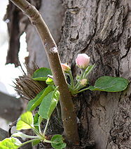 Apple tree in blossom May 2006 FLG 100676.JPG