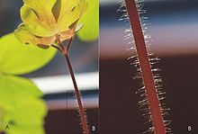 Glandular pilose hairs on the stem of Aquilegia grata Aquilegia grata glandular pilose hair.jpg