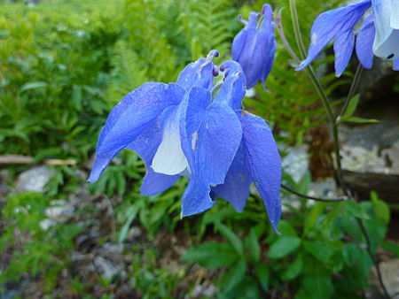 Aquilegia olympica-2.JPG