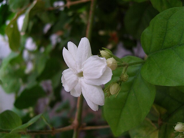 Jasmine - Wikipedia