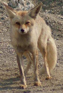 <span class="mw-page-title-main">Arabian red fox</span> Subspecies of carnivore