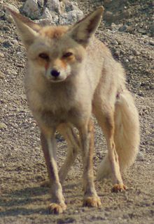 Arabian red fox - Wikipedia