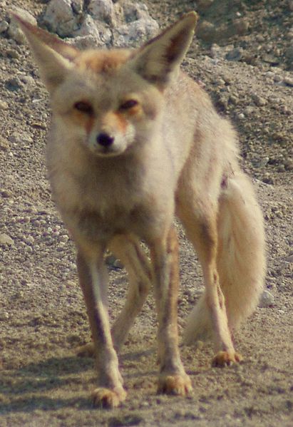 File:Arabian red fox.jpg