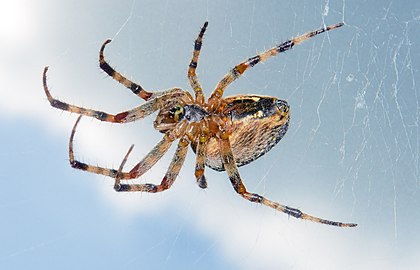 Aranha da espécie Araneus diadematus. (definição 2 362 × 1 520)