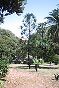 Araucaria rulei.jpg