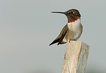 A male ruby-throated hummingbird on a post