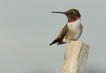 Archilochus colubris (Male).jpg