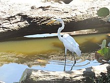 pájaro de pantano SGSM