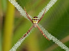 Sub-adult female on its web, Cairns, Queensland