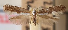 Argyresthia.mendica.mount.jpg