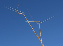 Aristida warburgii spikelets11 (7458219130).jpg