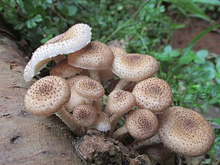<i>Armillaria fuscipes</i> Species of fungus
