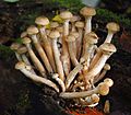 * Nomination Armillaria mellea in Sochi, Russia. --SKas 17:59, 14 November 2015 (UTC) * Promotion Good quality. --Poco a poco 19:08, 14 November 2015 (UTC)