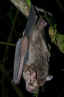 Um morcego frugívoro jamaicano pendurado em uma árvore