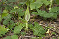 Français : Arum maculatum Fluy (Somme), France