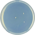 Aspergillus purpureus growing on CYA plate