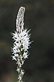 Français : Asphodelus albus Bonneuil-matours (Vienne), France