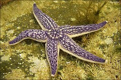 File:Asterias amurensis 53110309.jpg (Category:Asterias amurensis)