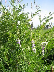 Astragalus berterianus 4.jpg