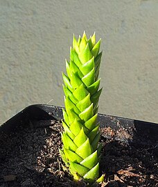 Astroloba spiralis in cultivation - locality Calitzdorp