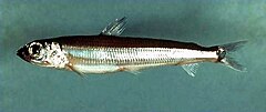 Atlantic argentine ( Argentina silus ).jpg