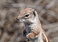 * Nomination A Barbary ground squirrel, Atlantoxerus getulus, Morro Jable, Fuerteventura --Llez 09:35, 25 March 2017 (UTC) * Promotion Good quality. -- Johann Jaritz 10:26, 25 March 2017 (UTC)