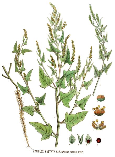 File:Atriplex hastata var. salina — Flora Batava — Volume v18.jpg