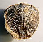 Fossilized shell of the Late Ordovician-Carboniferous brachiopod Atrypa Atrypa reticularis pedunculate Gondelsheim CRF.jpg