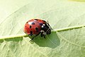 Augenmarienkäfer Anatis ocellata