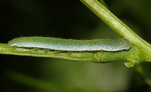 Anthocharis cardamines (Orange Tip), caterpillar