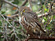 Austral Pygmy-owl.jpg