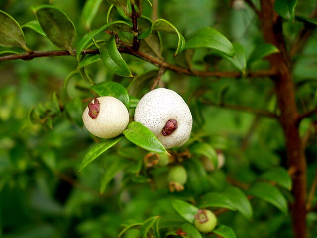 Edible White Berries From Native Plants