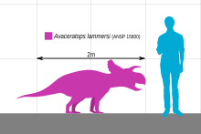 Size compared to a human Avaceratops Scale.svg