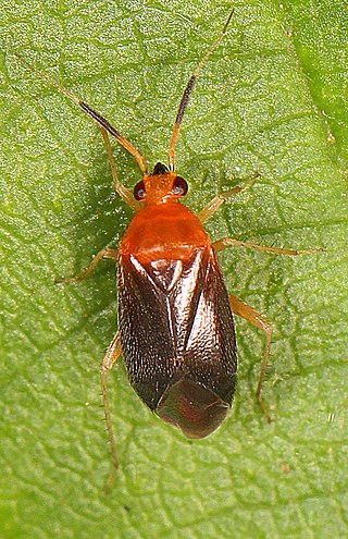 <i>Rhinocapsus</i> Genus of true bugs