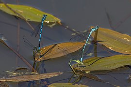 Coenagrion puella (Azure damselflies) ovipositing