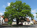 BS Oak Veltenhof ND-B9.JPG