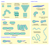 Formen und Aggregate von Bakterien (Auswahl) (svg)