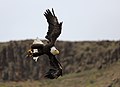 Ein Weißkopf-Seeadler in den USA