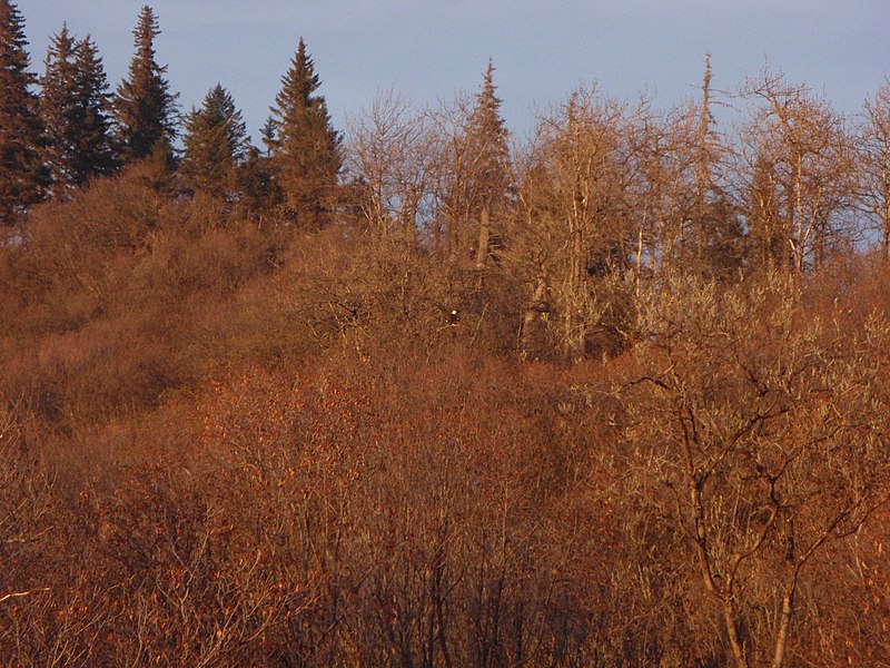 File:Bald Eagle sitting alone. Whiskey Gulch, Alaska 5-09 - panoramio.jpg