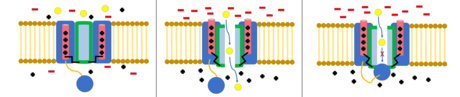 Voltage-gated ion channel in its closed, open, and inactivated states. The inactivated channel is still in its open state, but the ball domain blocks ion permeation. Ball and Chain Voltage-gated Ion Channel.png