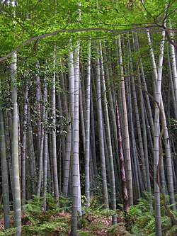 Bambusu mežs Hunaņā, Ķīnā