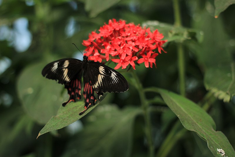 File:Bangalore Butterfly Park IMG 0113.JPG