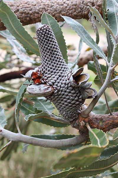 File:Banksia menziesii infructescence Gnangarra 1.jpg