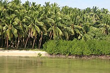 Mangrove and coconut palms