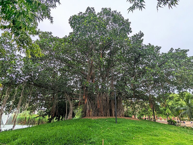 File:Banyan tree Parimal Garden.jpg