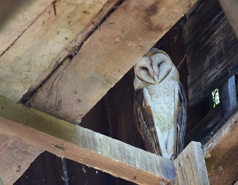 File:Barn Owl (34859918144).jpg