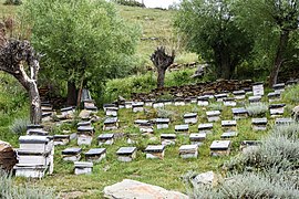 Bee hives for wildflower honey, Udaipur