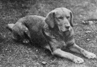 « Ben of Hyde », premier labrador jaune enregistré au Kennel Club en 1899[6].