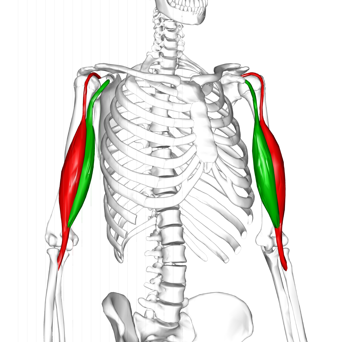 File Biceps Brachii Muscle08 Png Wikimedia Commons